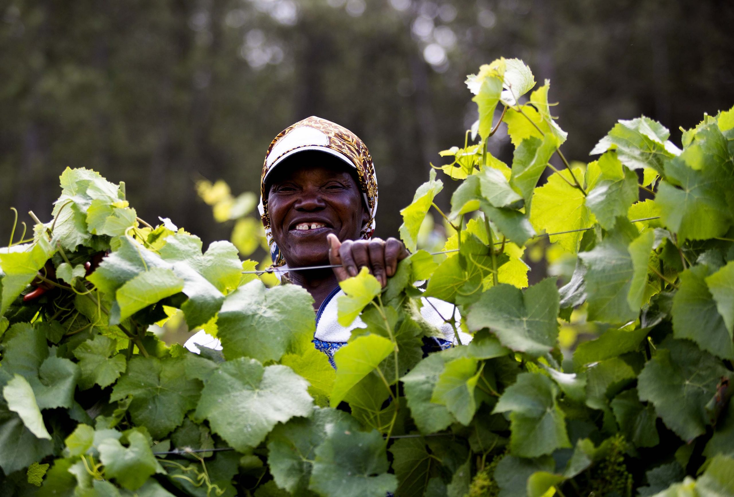 Episodio 6 – A desponta I Quinta dos Castelares