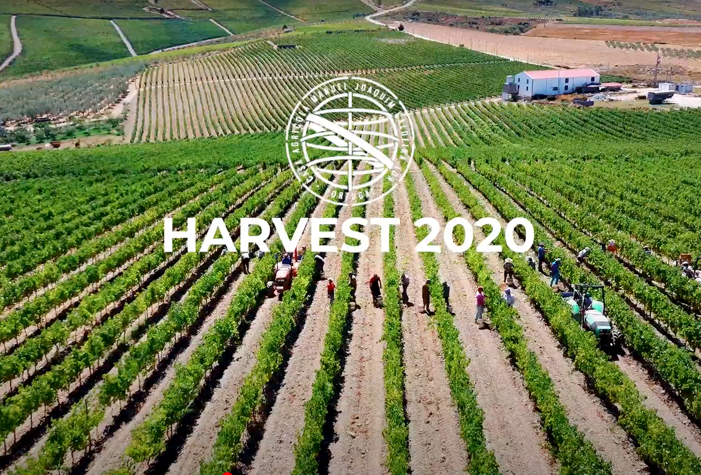 Harvest 2020 I Quinta dos Castelares